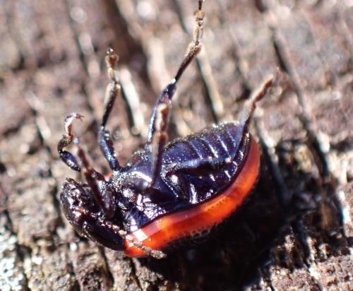 Chrysolina sp.